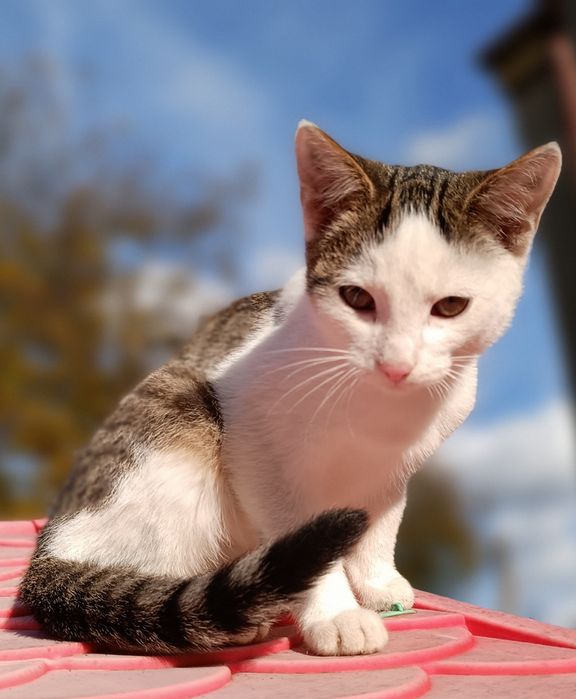 Kot, Kotek, Kocurek 5,5 miesięczny