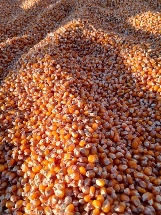 Milho miúdo Belgrano 2025