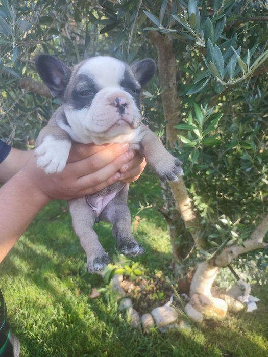 Bulldog francês Fêmea