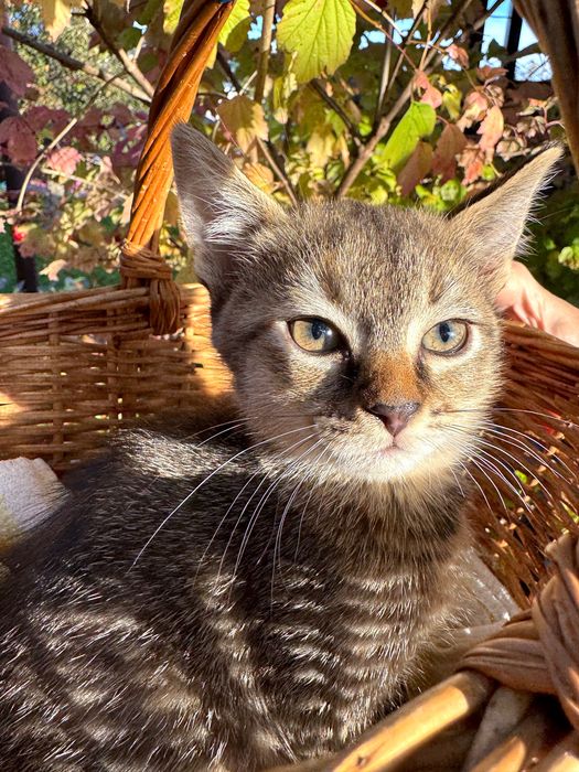 Игривая девочка-рыська в любящие руки