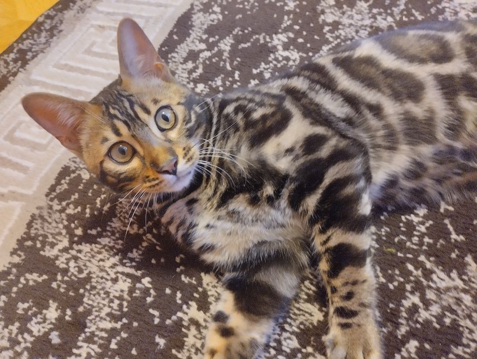 Бенгальський кіт з документами і тд