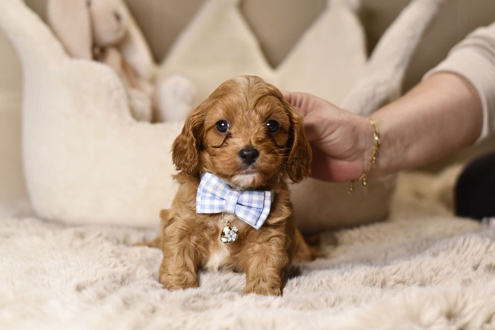 Cavapoo F1 wyjątkowy chłopiec gotowy do odbioru