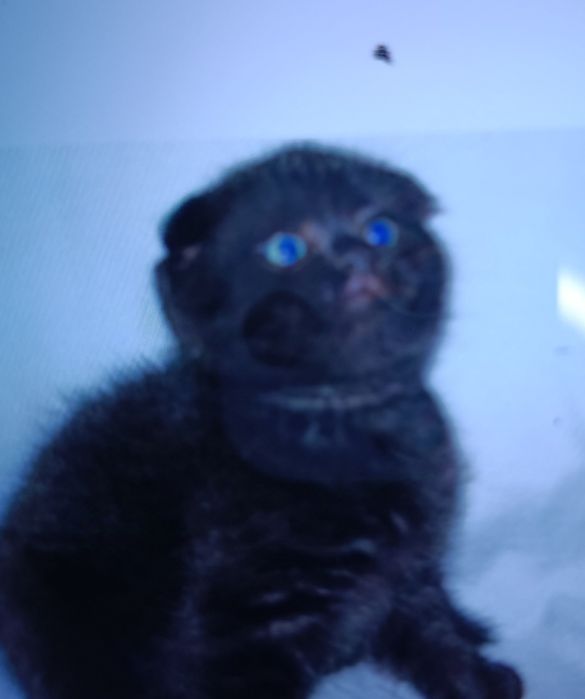 Продаються шотланские вислоухие котята негритята