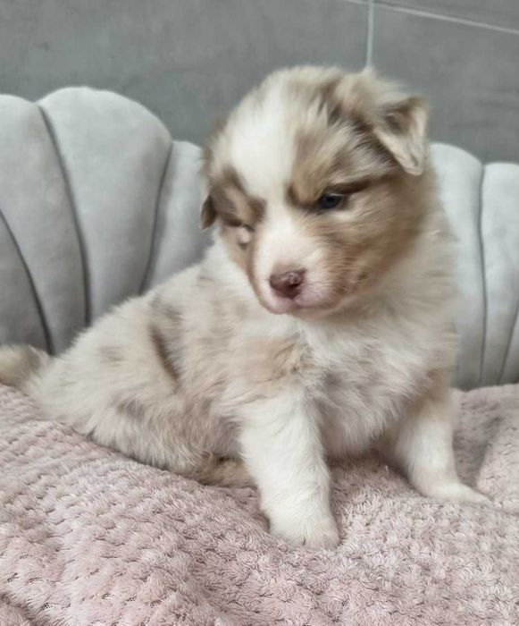 Owczarek Australijski - Suczka Red Merle – długi ogonek.