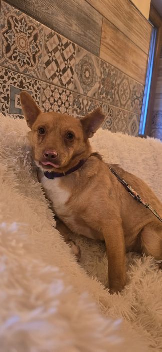 12 kg piesek do adopcji