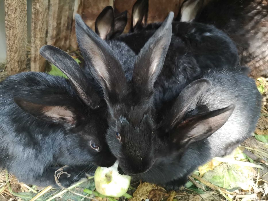 Продаються крілики