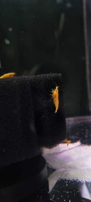 Krewetka yellow fire (żółte)