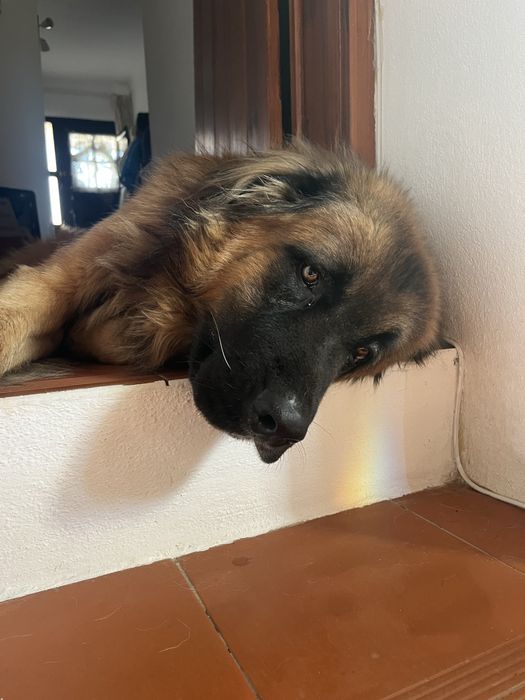 Cão da Serrada Estrela para adopção