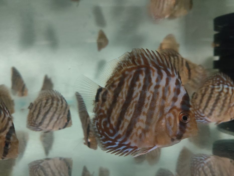 Paletki Blue Tiger Leopard Rarytas!!!