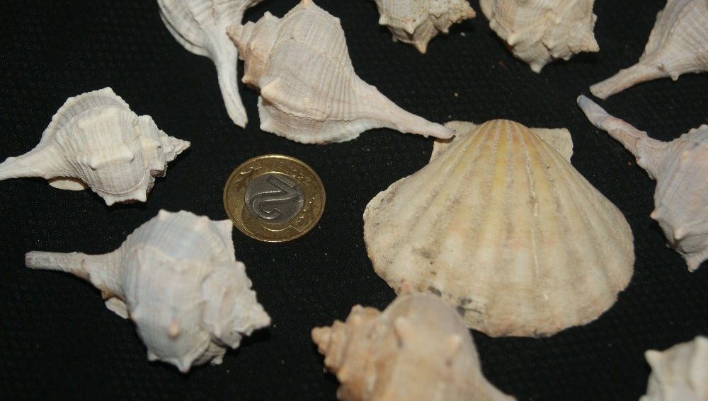 komplet muszli morskich