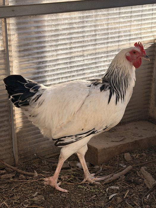 Vendo Galo Sussex