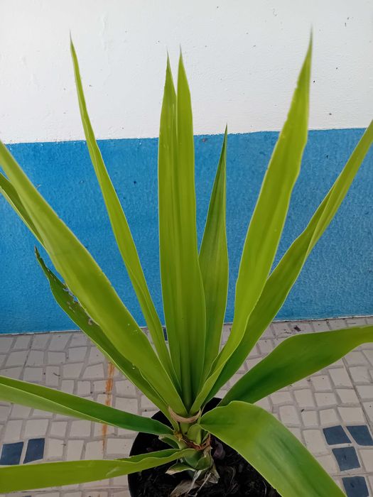 Yucca a'rvore em vaso