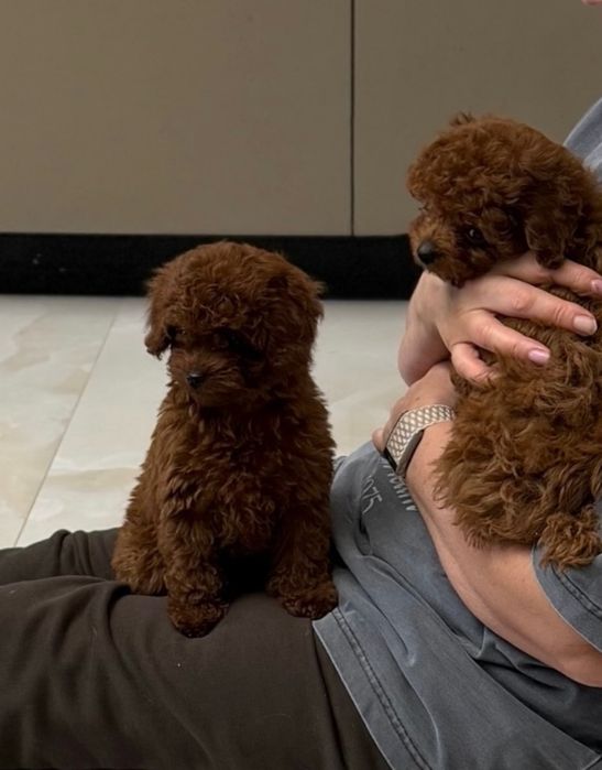 Хлопчики той пудель .Ред браун