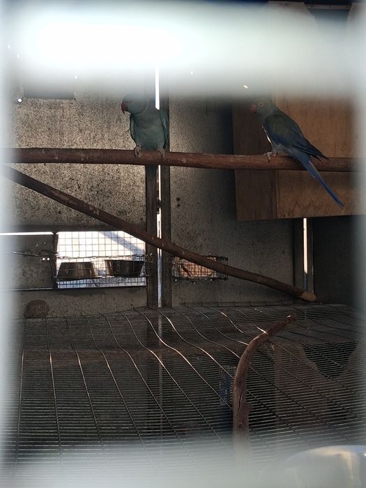 Lote de ring necks 2024 e 2025