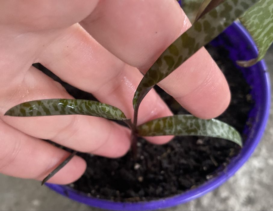 Аглонема, пеперомия, камнеломка, традесканция, пеларгонія, ледебурия,