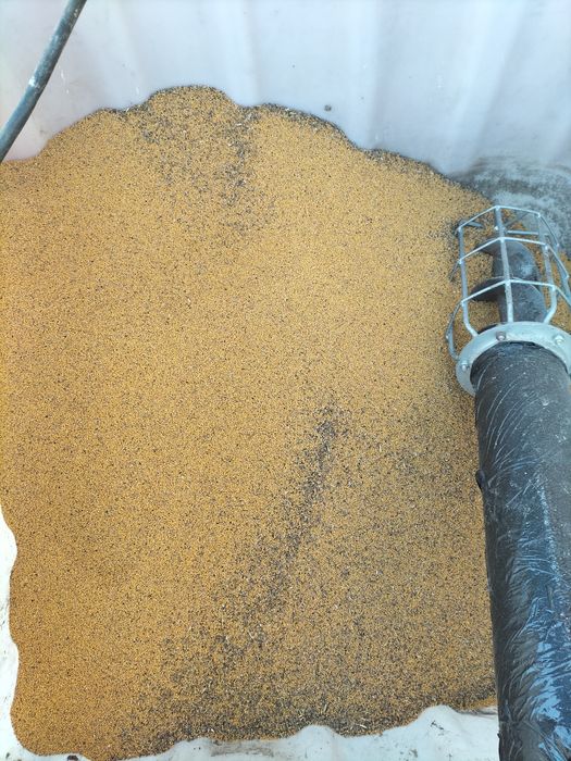 Gorczyca biała nasiona