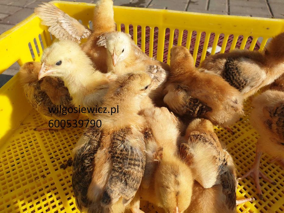 Kurczk zagrodowy Brojler Rebo brązowy pisklęta do odchowu  dostawa