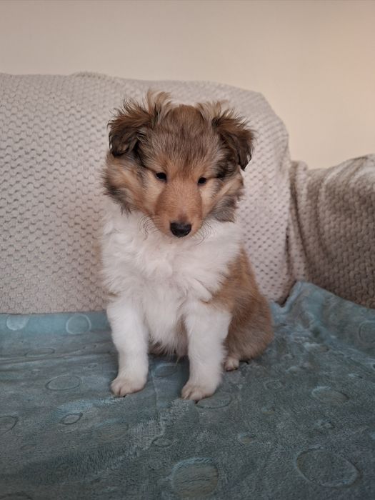 Owczarek Szetlandzki FCI