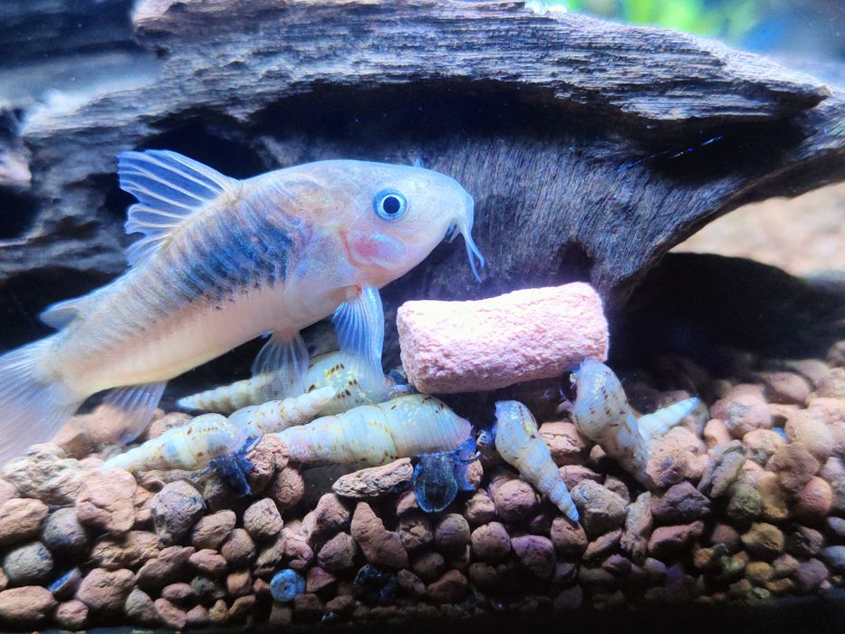 Ślimaki akwariowe świderki