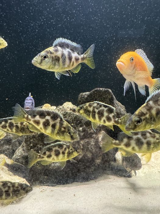 Venustus Wspaniały.