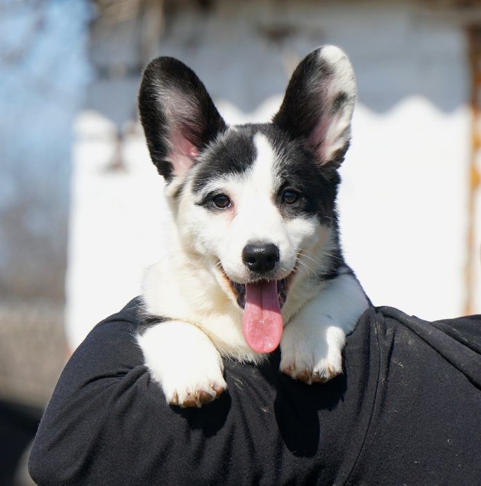 Вільна  дівчинка
