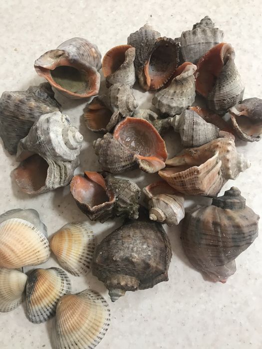 Ракушки морского рапана цена за всё