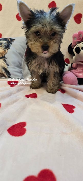 Yorkshire Terrier piesek stalowo złoty york