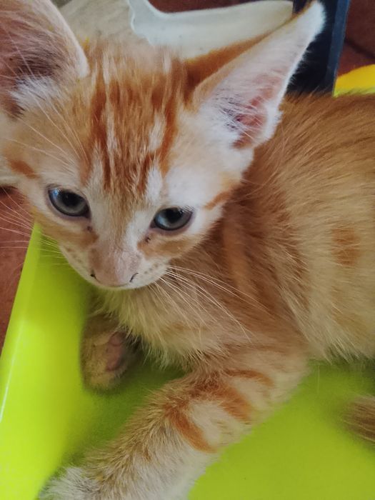 Gatinha laranja de olhos azuis