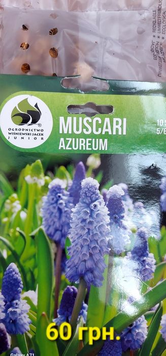 Продам цибулини квітів