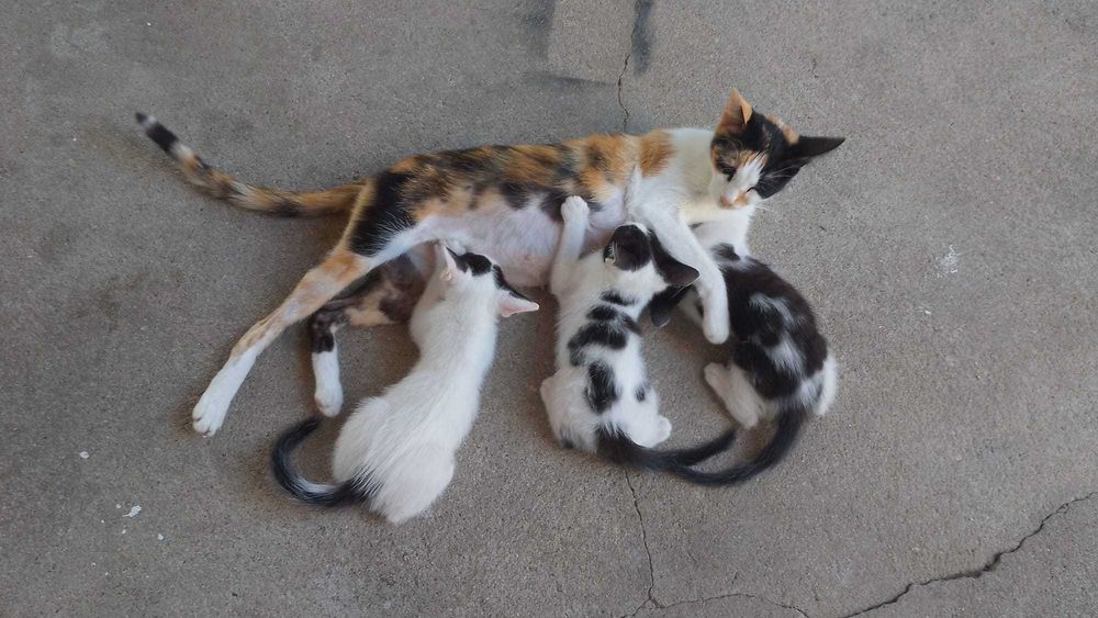 Animais para adoção