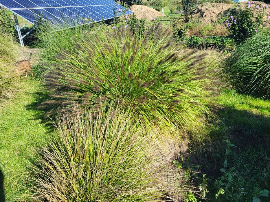 Trawa ozdobna Rozplenica Japońska