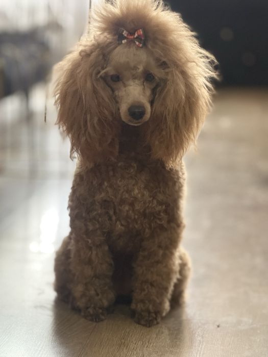Suczka toy ,red brown ,badania genetyvzne