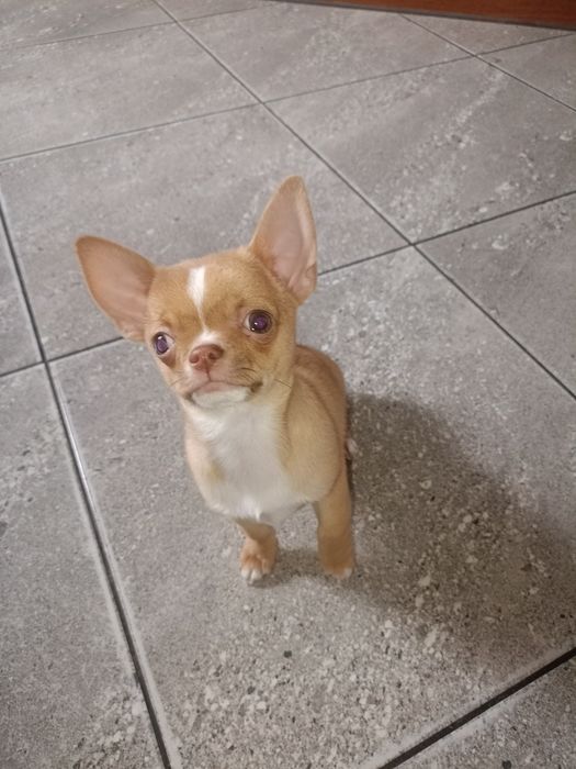 Продається гарний малюк