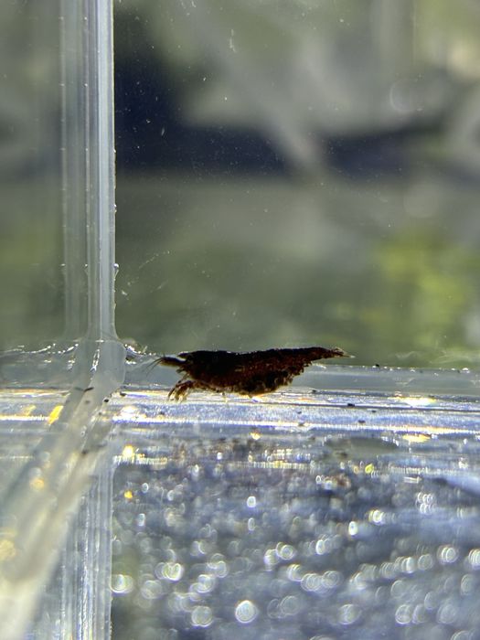Krewetka Neocaridina Schoko | Krewetki akwariowe akwarystyka