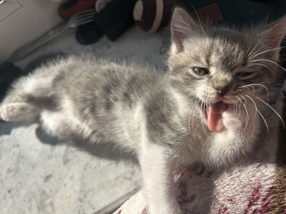 Шотландське прямовухе кошеня