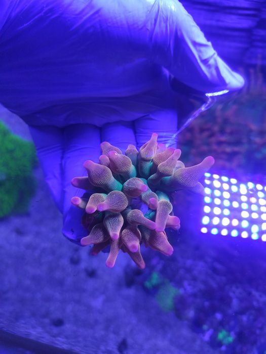3 Anémonas BBT Rainbow (envio disponível)