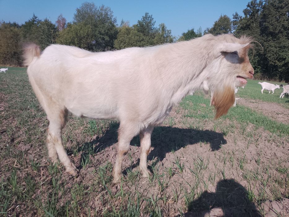 Козел Зааненский, молодой цап.