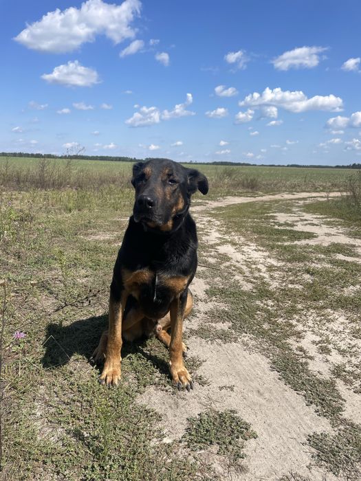 Безкоштовно у добрі руки