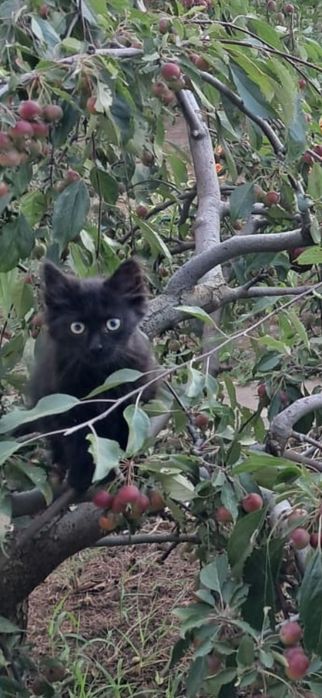 Маленькие котята ищут добрых хозяев. Только Николаев!!!