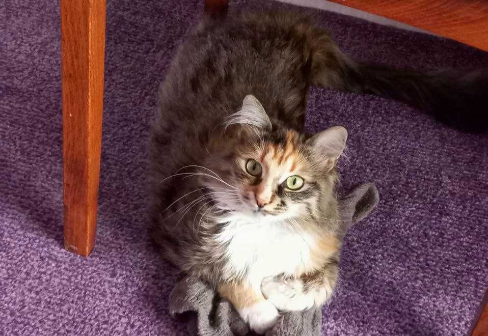 Шукаю! Допоможіть повернути!