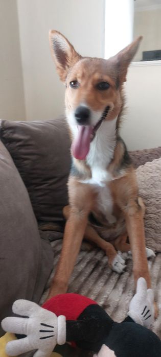 Tola sunia do adopcji
