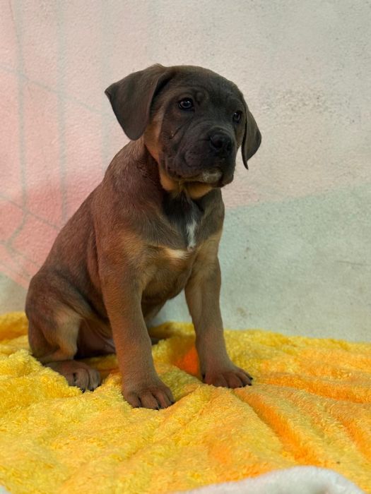 Cane corso fêmea