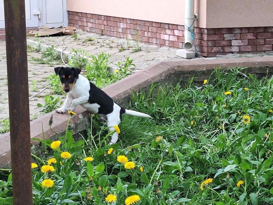 Продам хлопчика Джек Рассел тер'єр