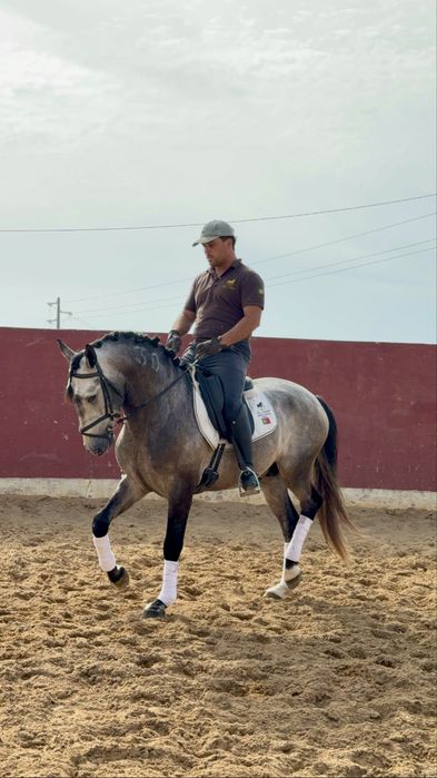 Cavalo Lusitano Puro,  Veiga !