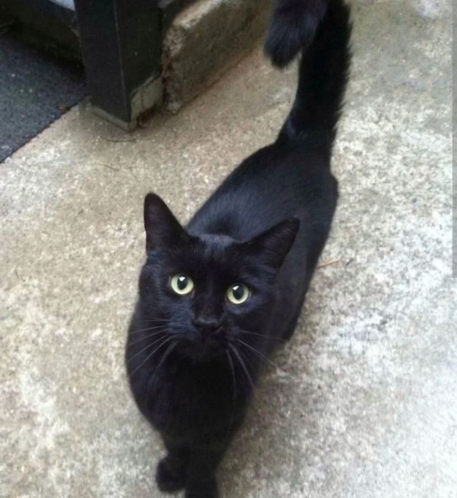 Imbir i Salem szukają domu :)