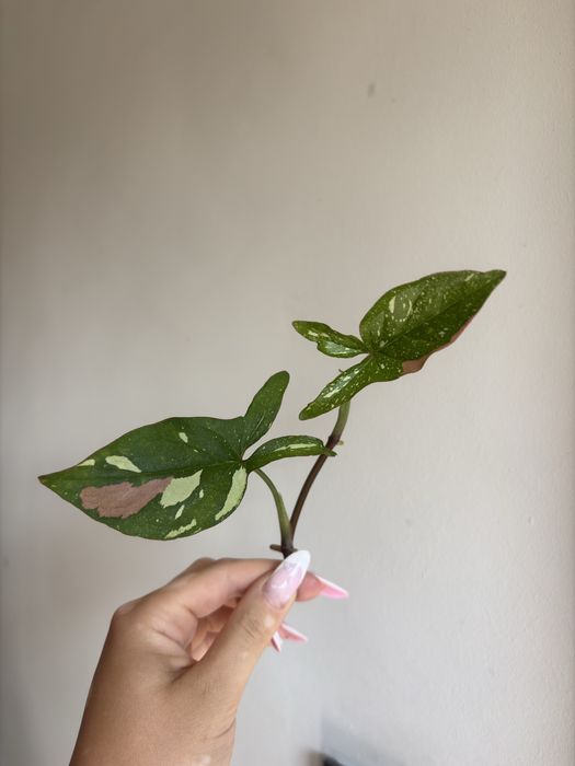Syngonium red spot tricolor