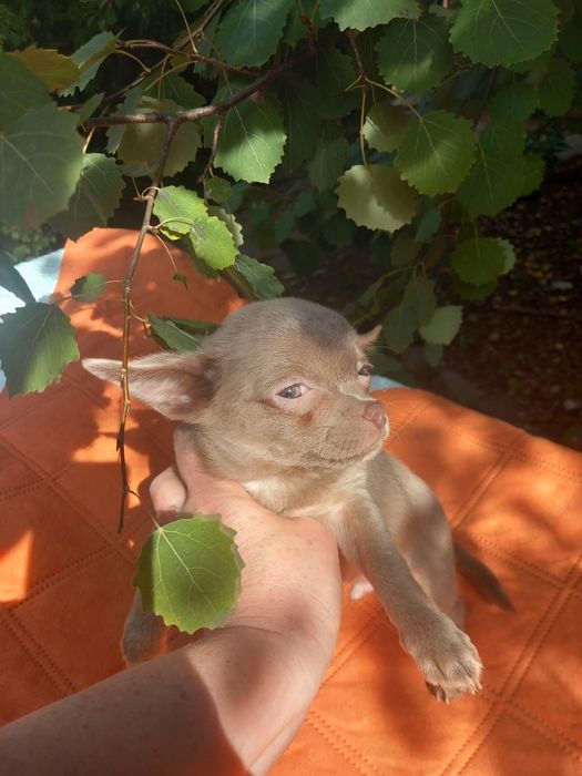 Chihuahua samiec liliowy krótkowłosa