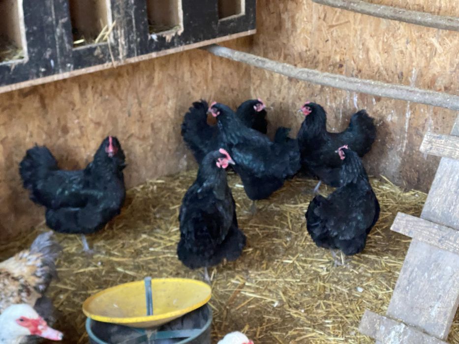 Sprzedm kurki ozdobne