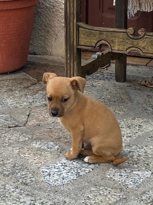 Bebés fofinhos para adoção