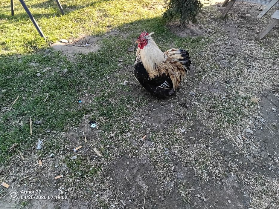 Sprzedam kogut kochin